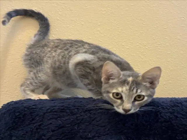 Cuddlebug - Domestic Short Hair