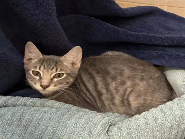 Velvet - Domestic Short Hair