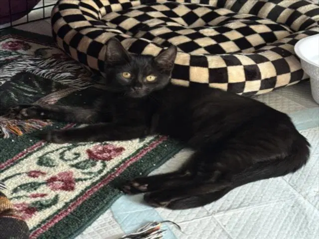 Pepper - Domestic Short Hair