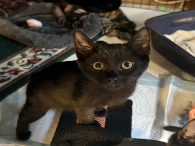 Mrbeans - Domestic Short Hair
