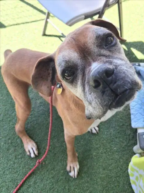 Randall - Boxer