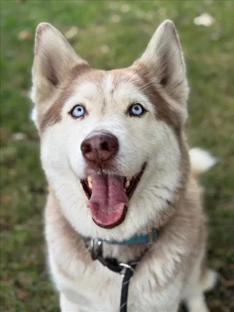 Mr Guy - Husky