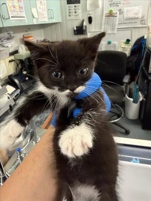 Pip - Domestic Short Hair