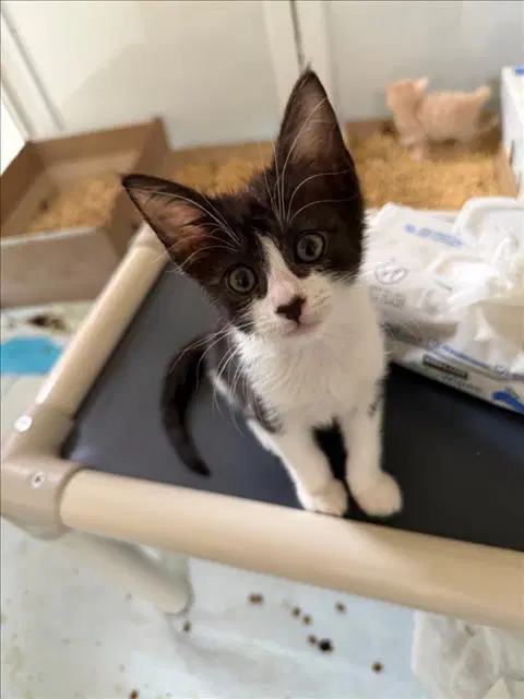 Inky - Domestic Short Hair