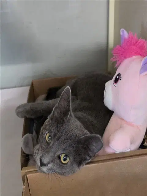 Unknown - Domestic Short Hair