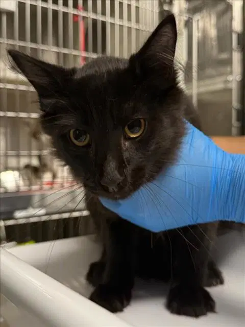 Coal - Domestic Medium Hair