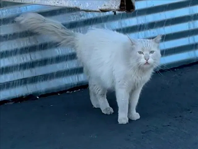 Frankie - Domestic Medium Hair