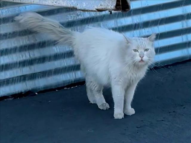 Frankie