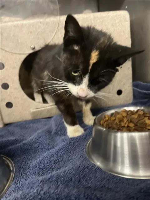 Unknown - Domestic Short Hair