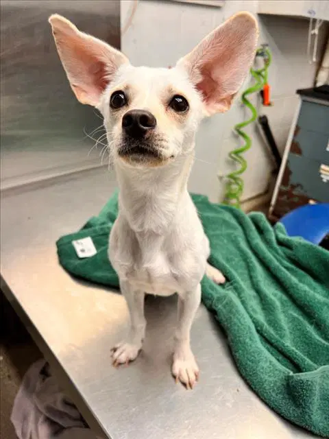 Pinocchio - Chihuahua