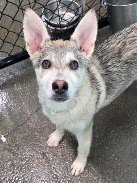 Unknown - Siberian Husky