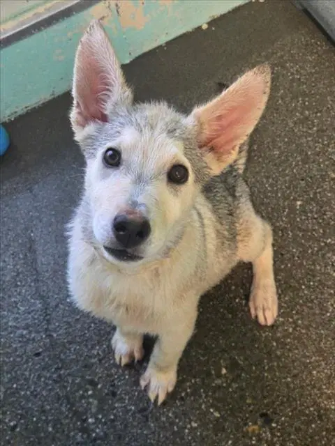 Unknown - Siberian Husky
