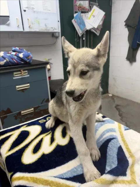 Unknown - Siberian Husky