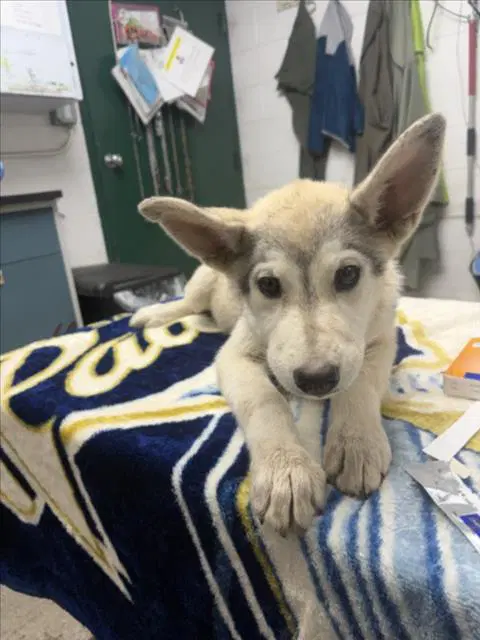 Unknown - Siberian Husky
