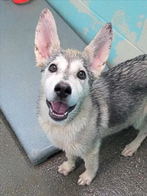 Unknown - Siberian Husky