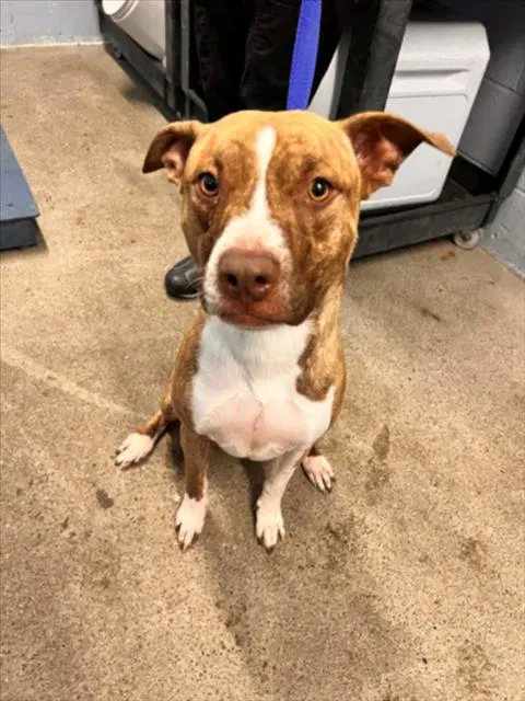 Shyanne - Pit Bull Terrier