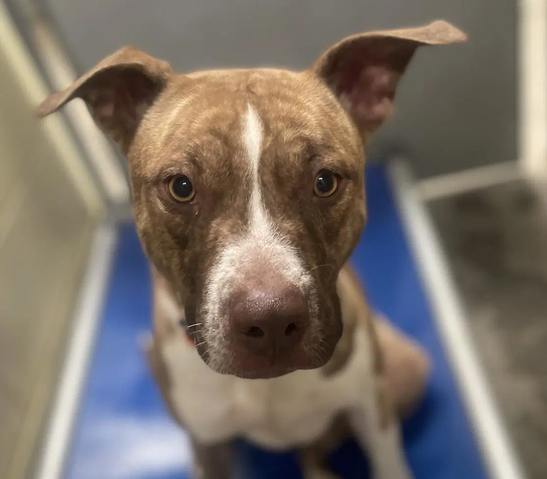 Shyanne - Pit Bull Terrier