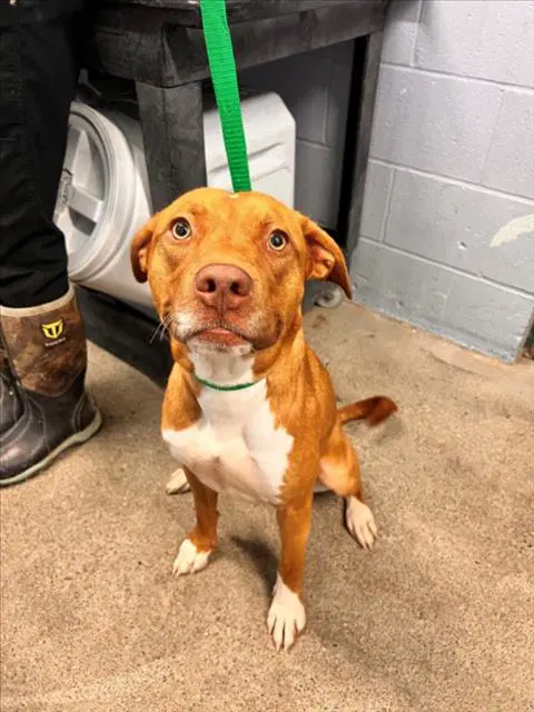 Caramel - Pit Bull Terrier