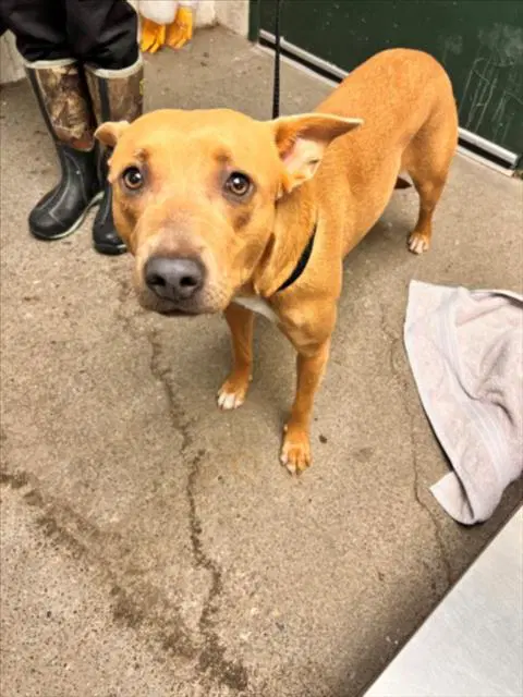 Buttercup - Pit Bull Terrier