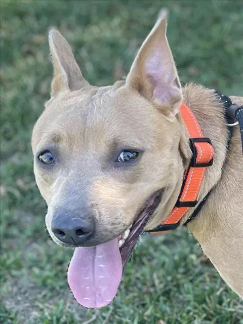 Buttercup - Pit Bull Terrier