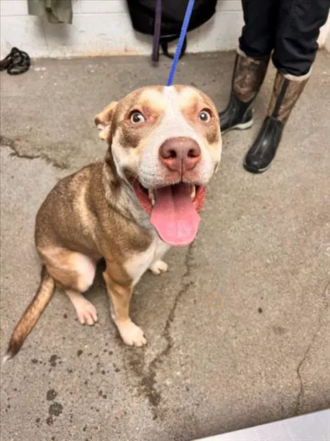 Ruby - Pit Bull Terrier