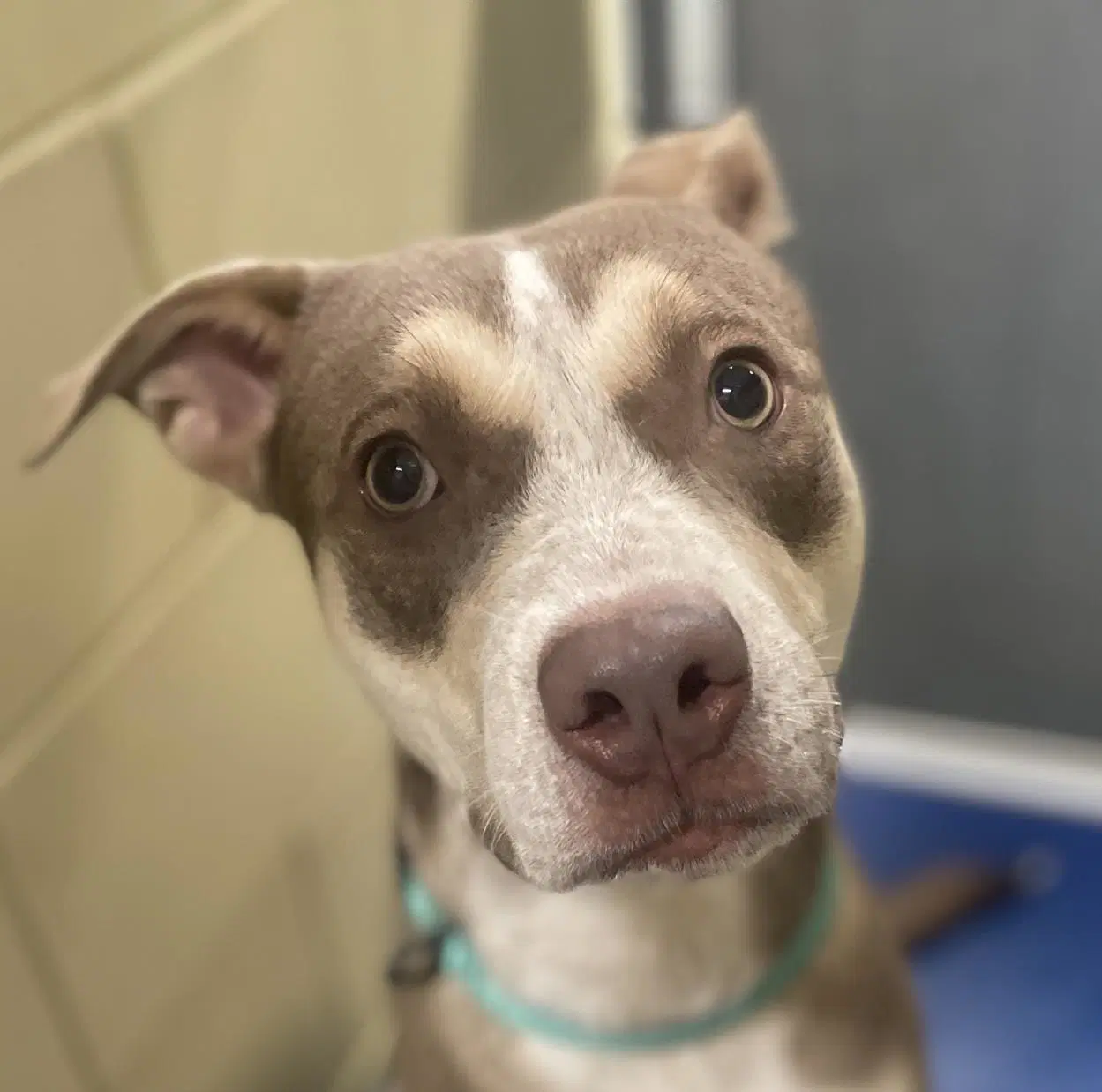 Ruby - Pit Bull Terrier