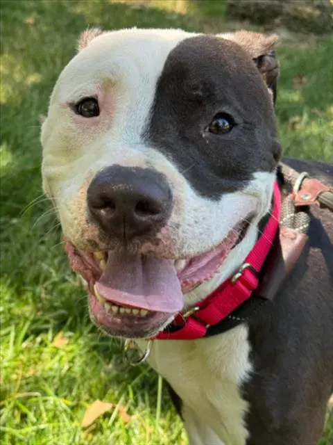 Tyson - Pit Bull Terrier