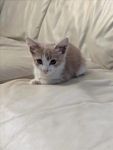 Mila - Domestic Short Hair
