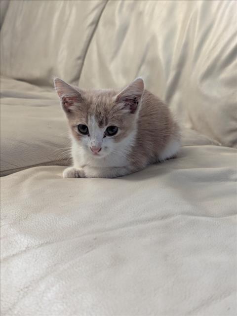 Mila