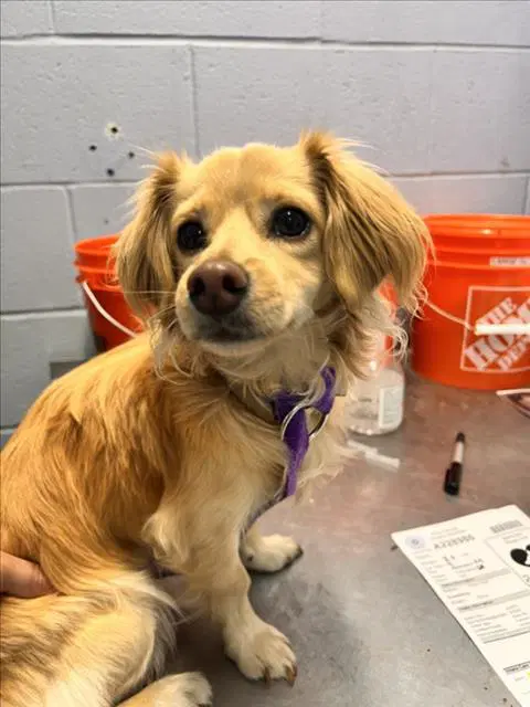 Flounder - Cavalier King Charles Spaniel