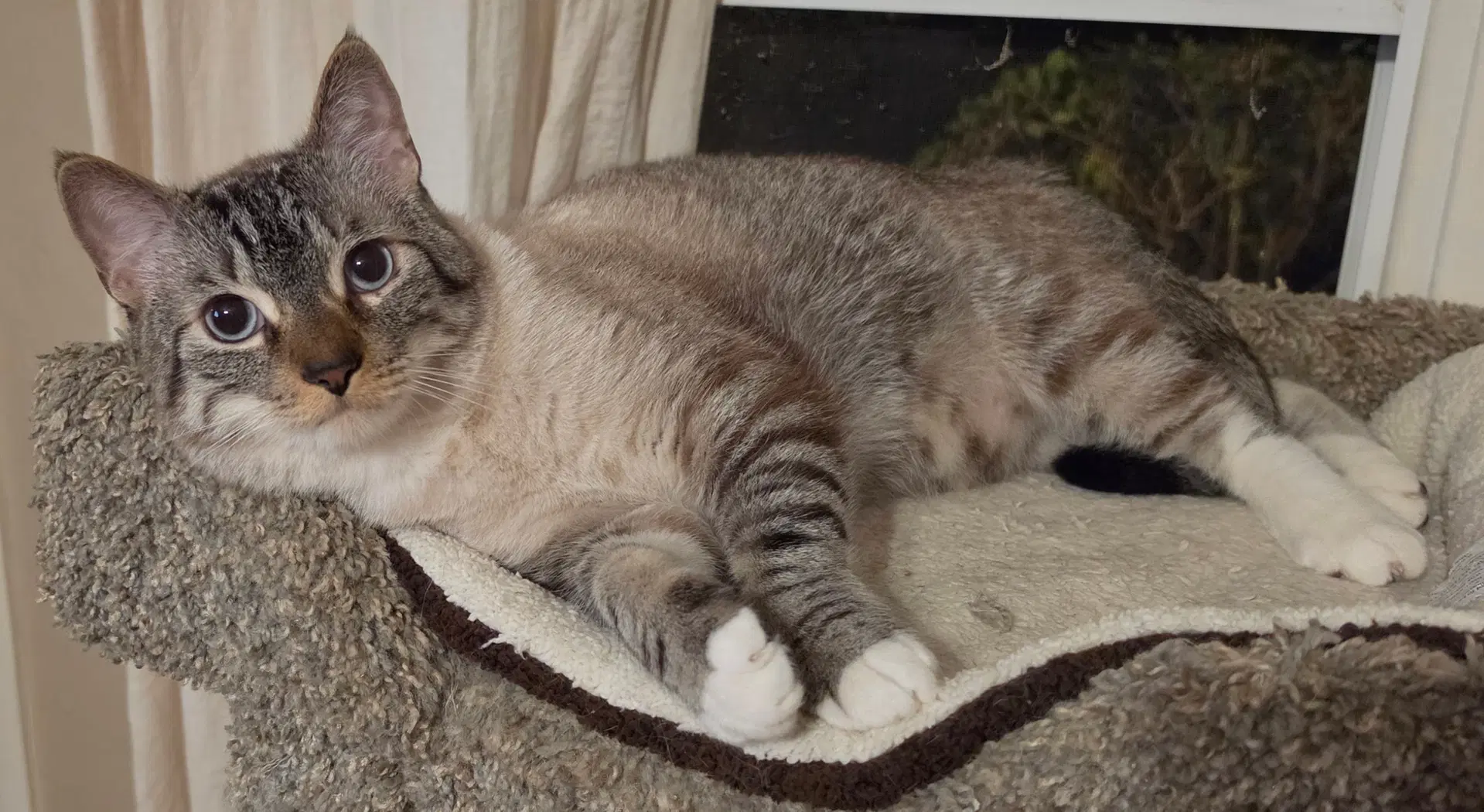 Simon - Siamese