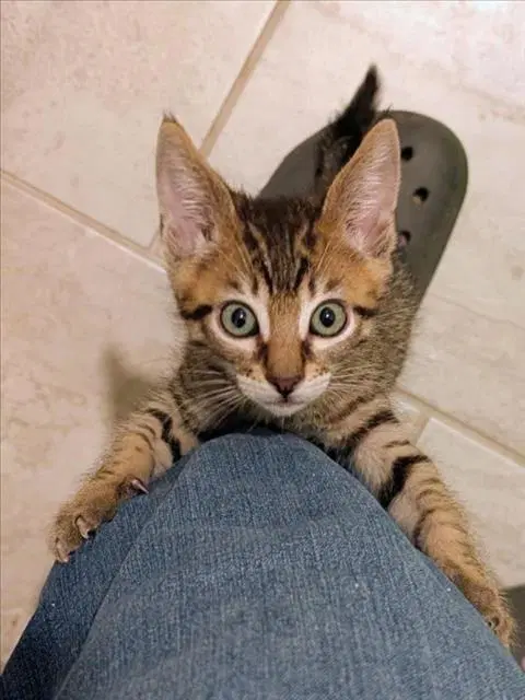 Mr Motor - Domestic Short Hair