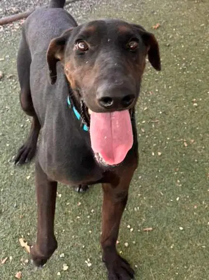 Ducky - Doberman Pinscher