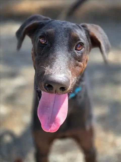 Ducky - Doberman Pinscher
