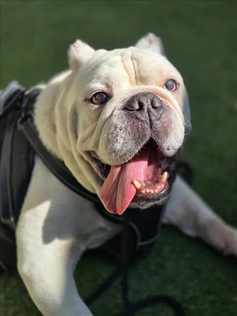 Herman - Bulldog