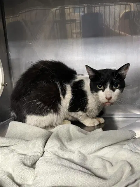 Unknown - Domestic Short Hair