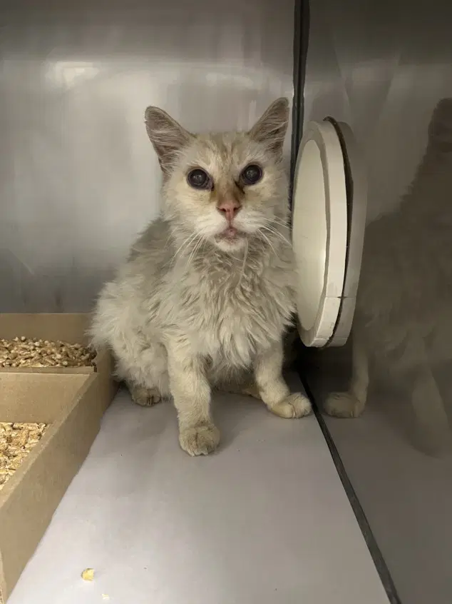 Snow - Domestic Medium Hair