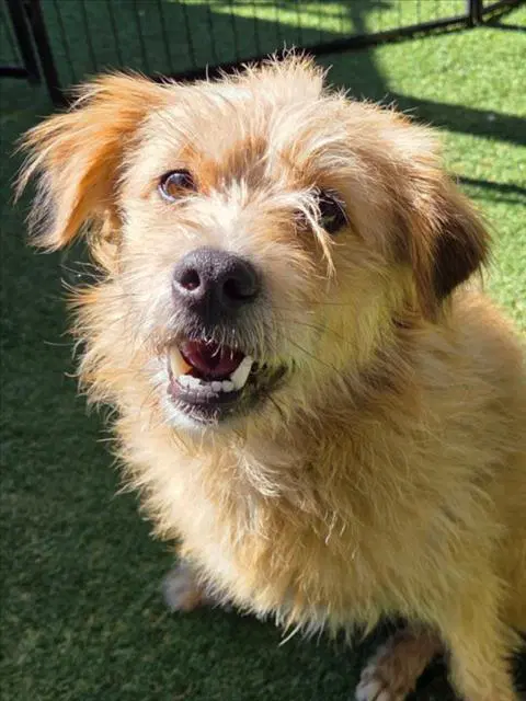 Geppetto - Terrier