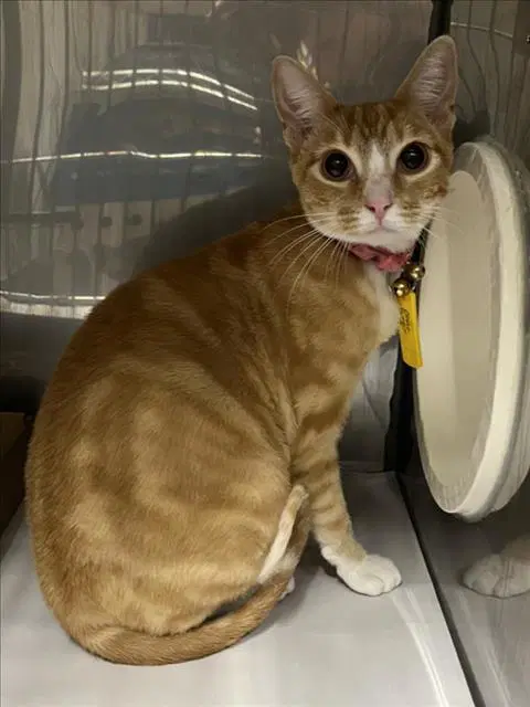Fiona - Domestic Short Hair