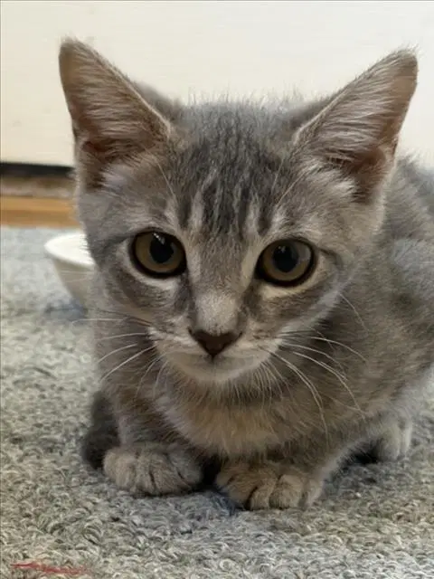 Sabrina image 1