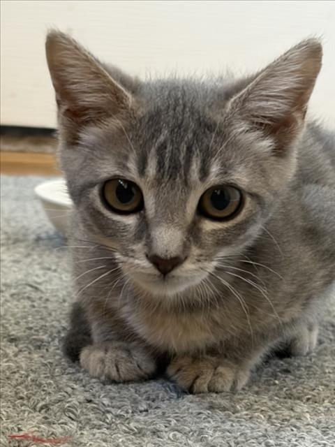 Sabrina
