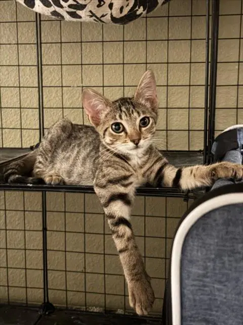 Bruno - Domestic Short Hair