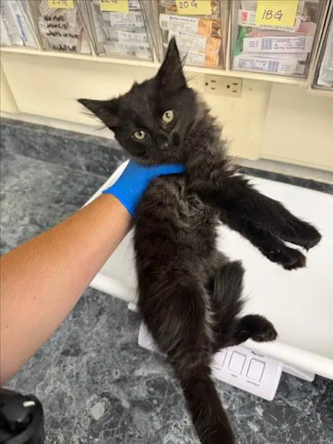 Waffle - Domestic Medium Hair