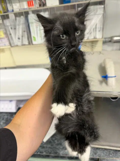 Biscotti - Domestic Medium Hair