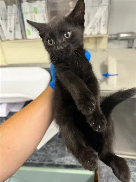 Chai - Domestic Medium Hair
