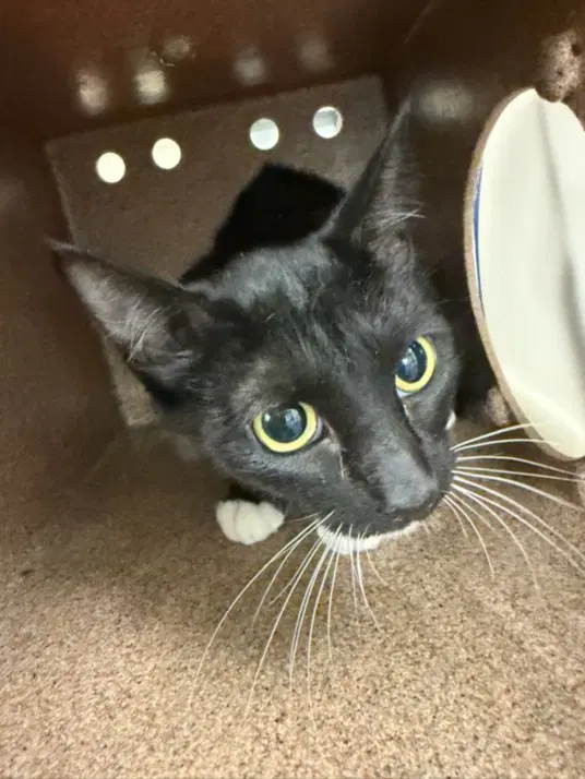 Pumpkin - Domestic Short Hair