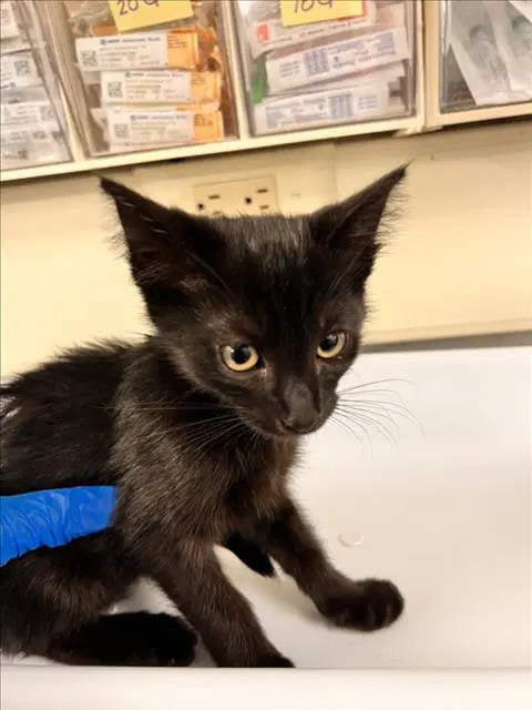 Unknown - Domestic Short Hair