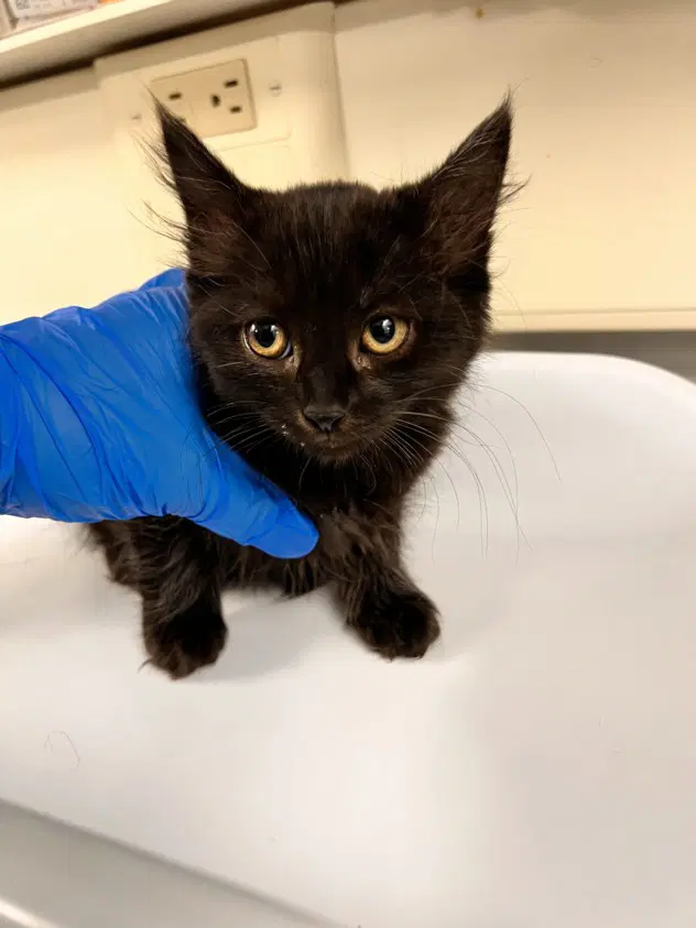 Unknown - Domestic Medium Hair