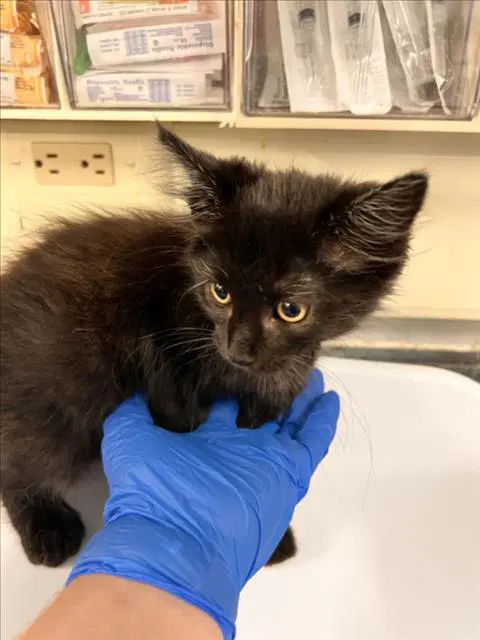 Unknown - Domestic Long Hair