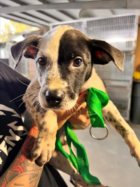 Pascal - Australian Cattle Dog/Blue Heeler